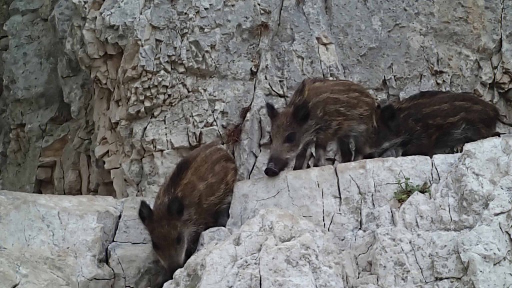 sie schauen nur aus der Entfernung nett aus...