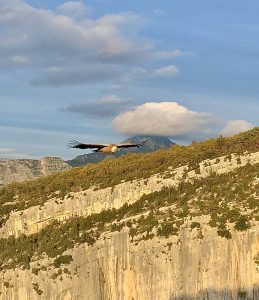 Faszinierende-Tiere-aus-nächster-Nähe-beobachten